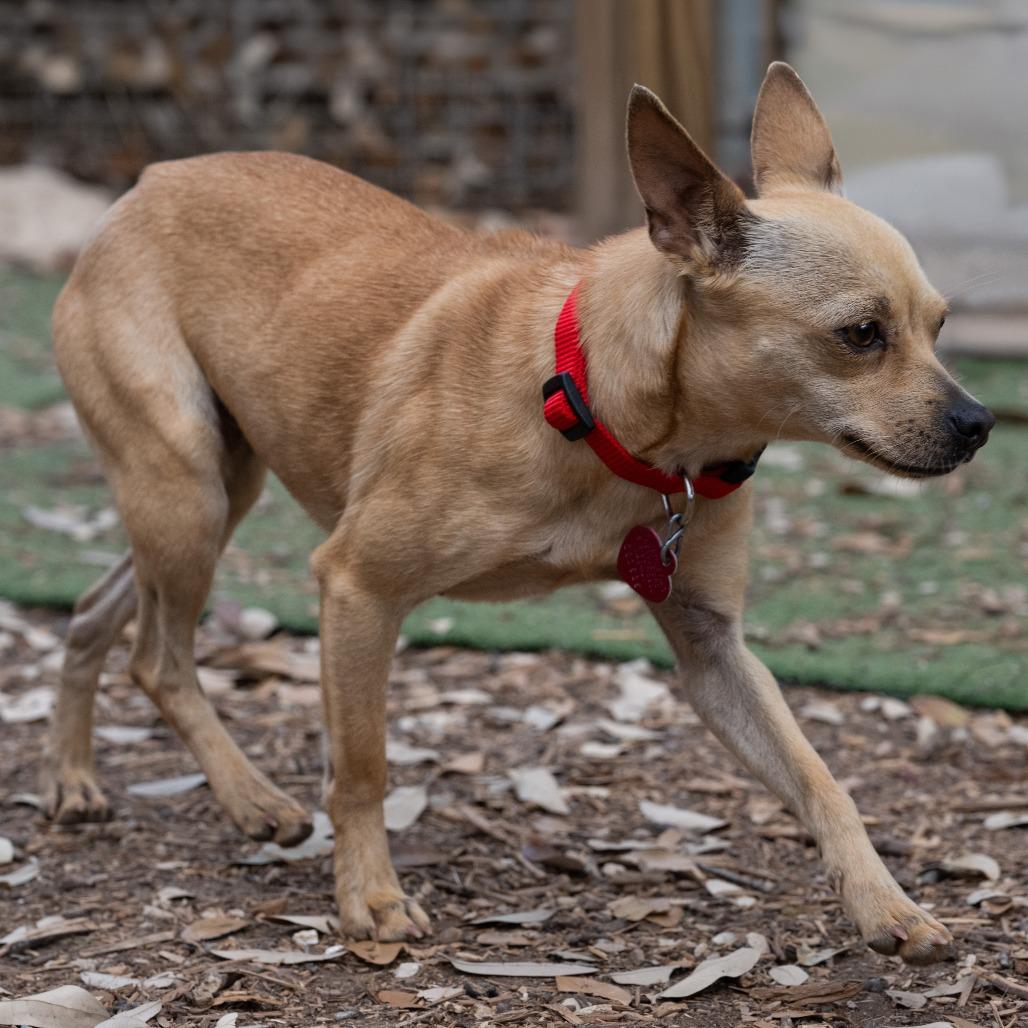 Enlarge Amber, a Adoptable mixed breed in Wimberley, TX image 1/6