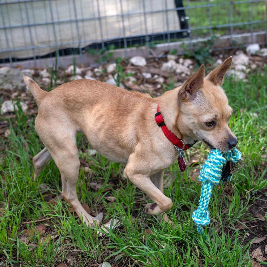 Enlarge Amber, a Adoptable mixed breed in Wimberley, TX image 2/6