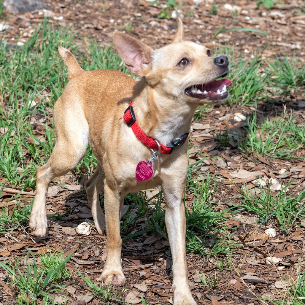 Enlarge Amber, a Adoptable mixed breed in Wimberley, TX image 3/6