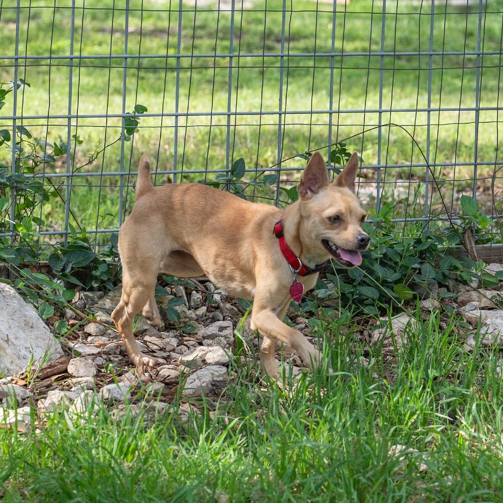 Enlarge Amber, a Adoptable mixed breed in Wimberley, TX image 4/6