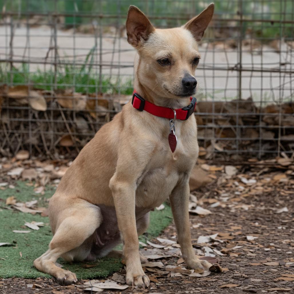 Enlarge Amber, a Adoptable mixed breed in Wimberley, TX image 5/6