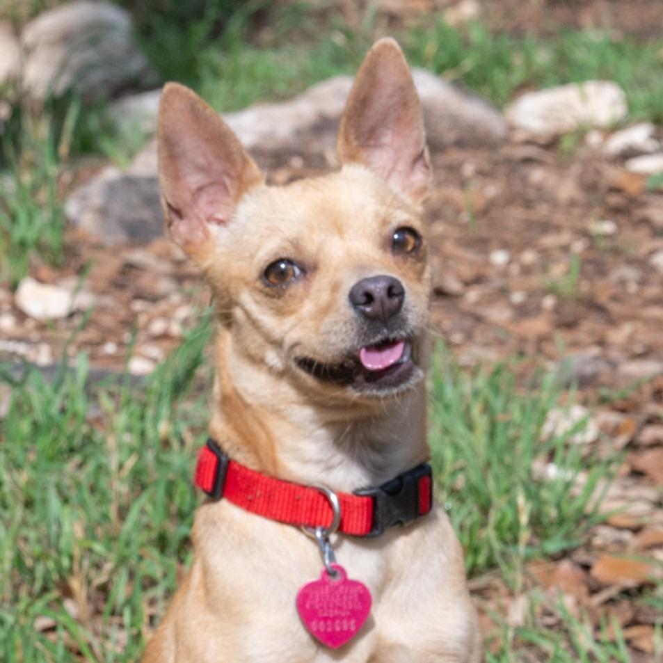 Enlarge Amber, a Adoptable mixed breed in Wimberley, TX image 6/6
