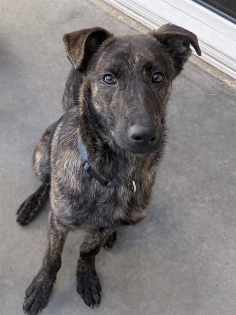 Enlarge ROWAN - IN FOSTER, a Adoptable German Shepherd Dog in Ontario, CA image 2/2