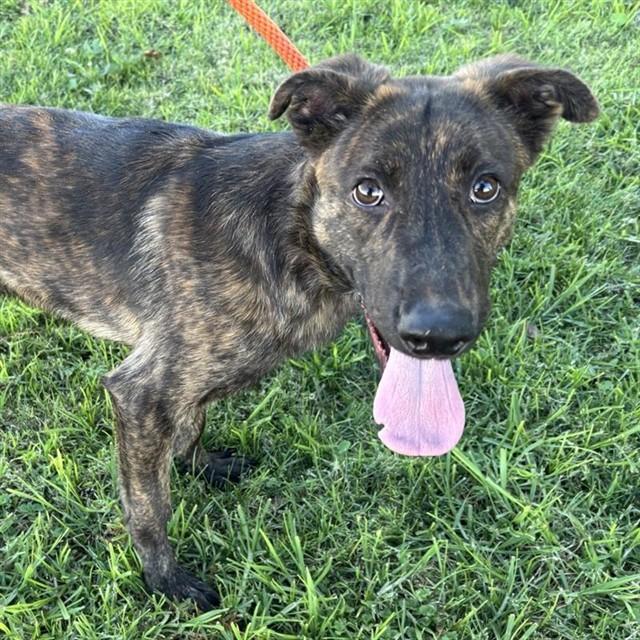 ROWAN - IN FOSTER, Adoptable, Young Male German Shepherd Dog.