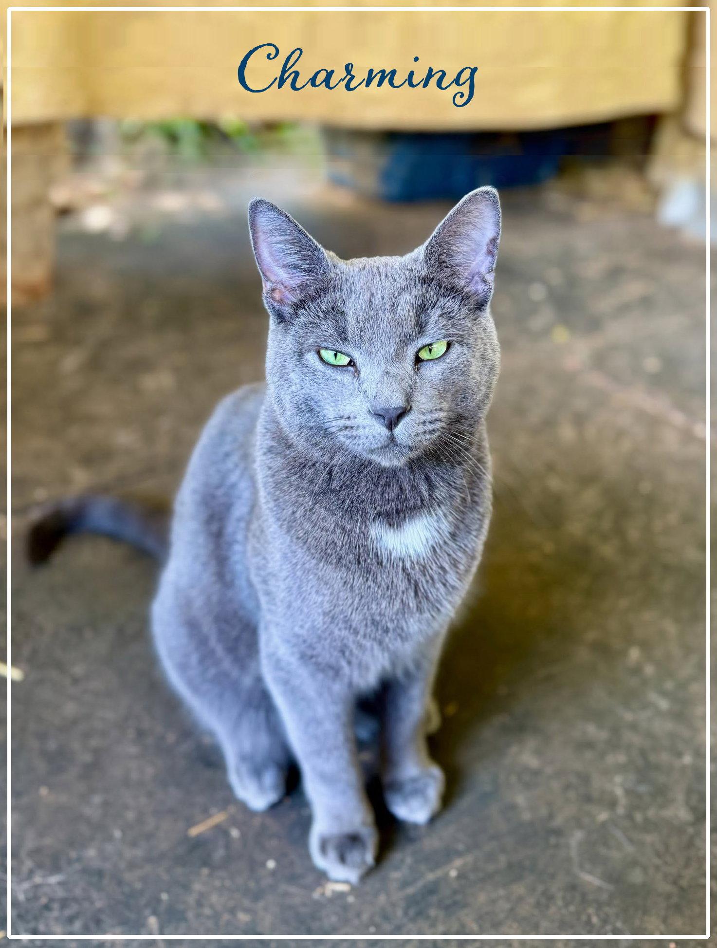 Charming, a Adoptable mixed breed in Flint Hill, VA image 1/3