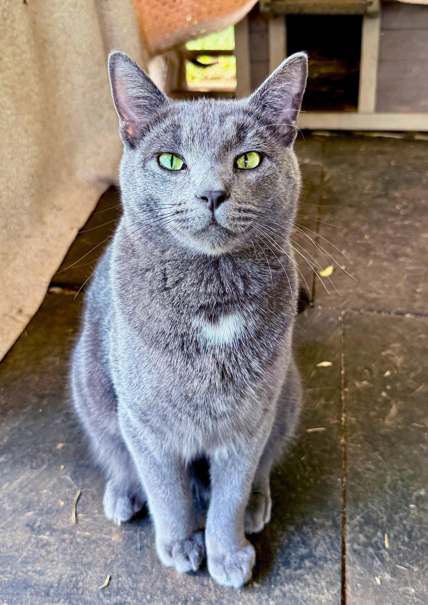 Charming, a Adoptable mixed breed in Flint Hill, VA image 2/3