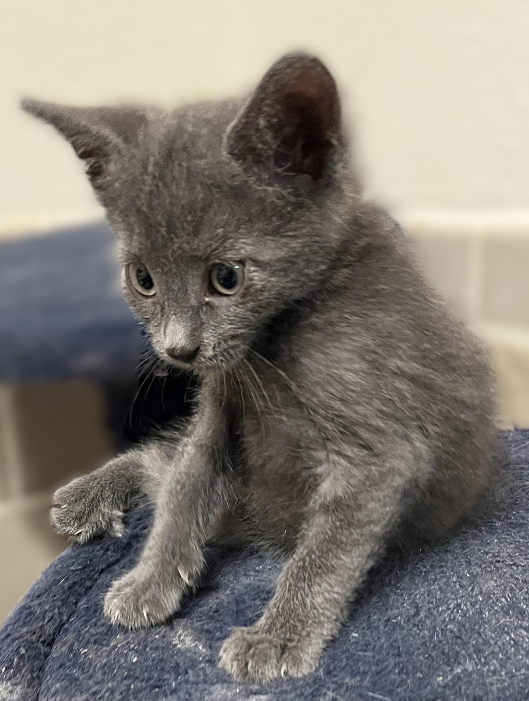Zephyr, an adopted Domestic Short Hair in Shingletown, CA image 4/6