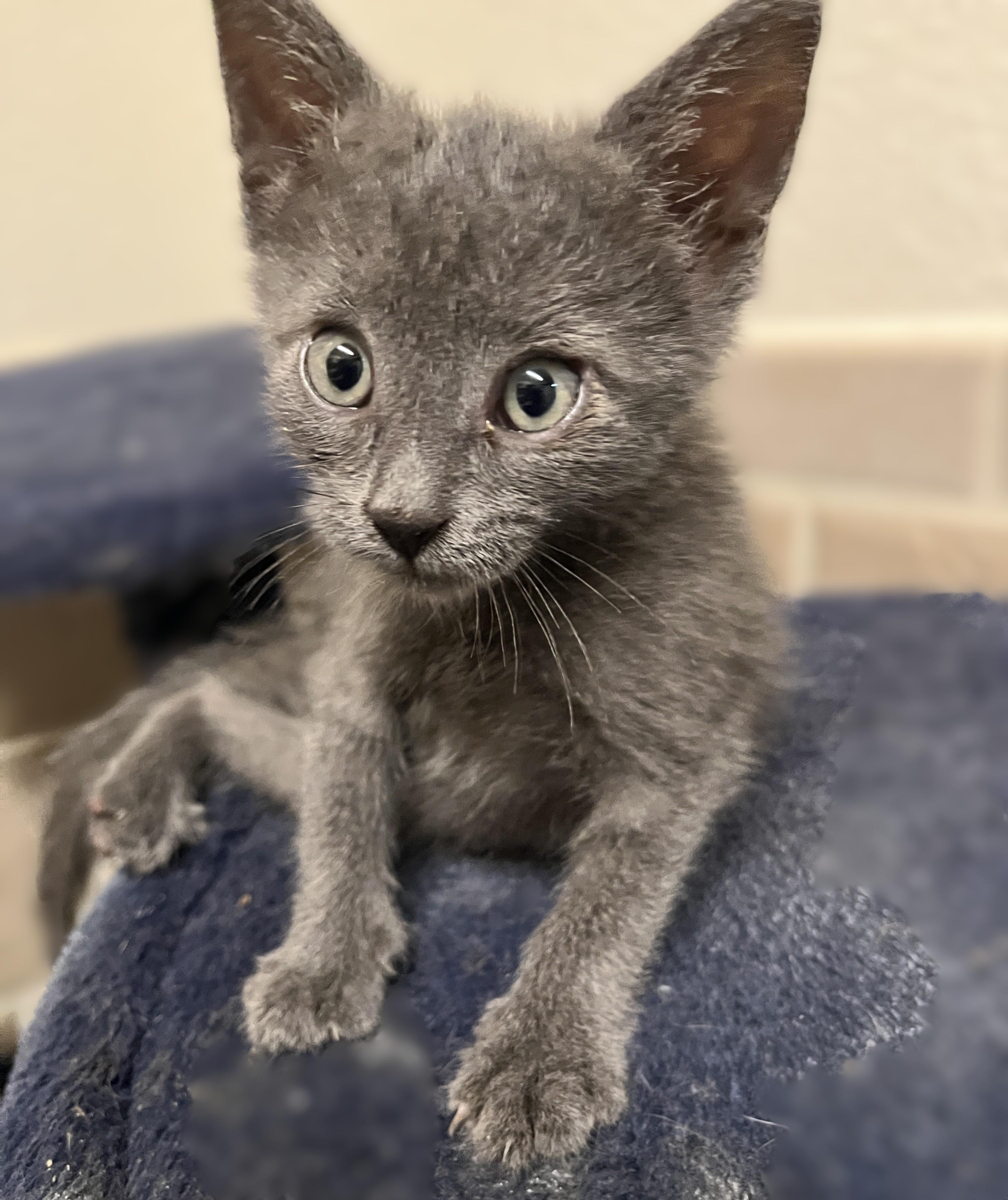 Zephyr, an adopted Domestic Short Hair in Shingletown, CA image 6/6