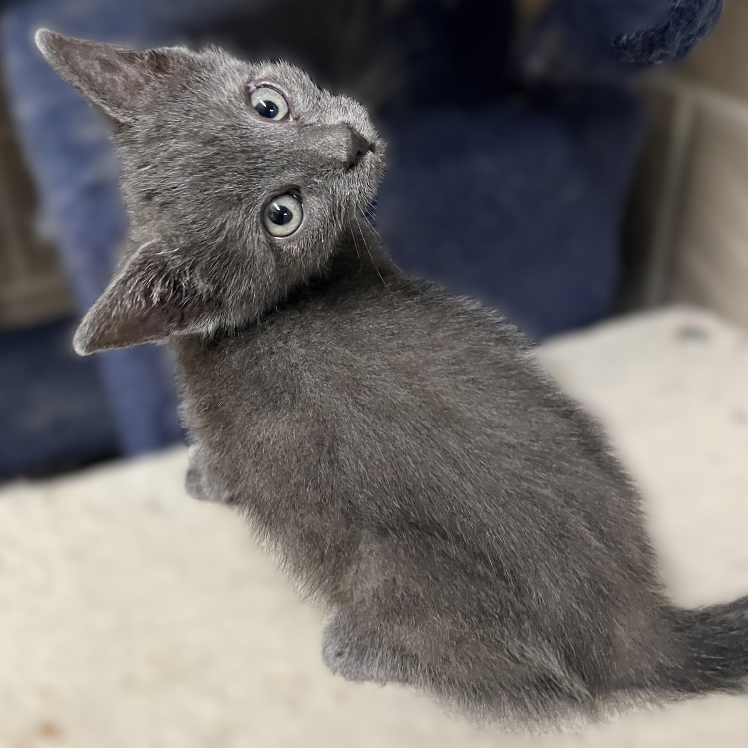 Zephyr, an adopted Domestic Short Hair in Shingletown, CA image 3/6