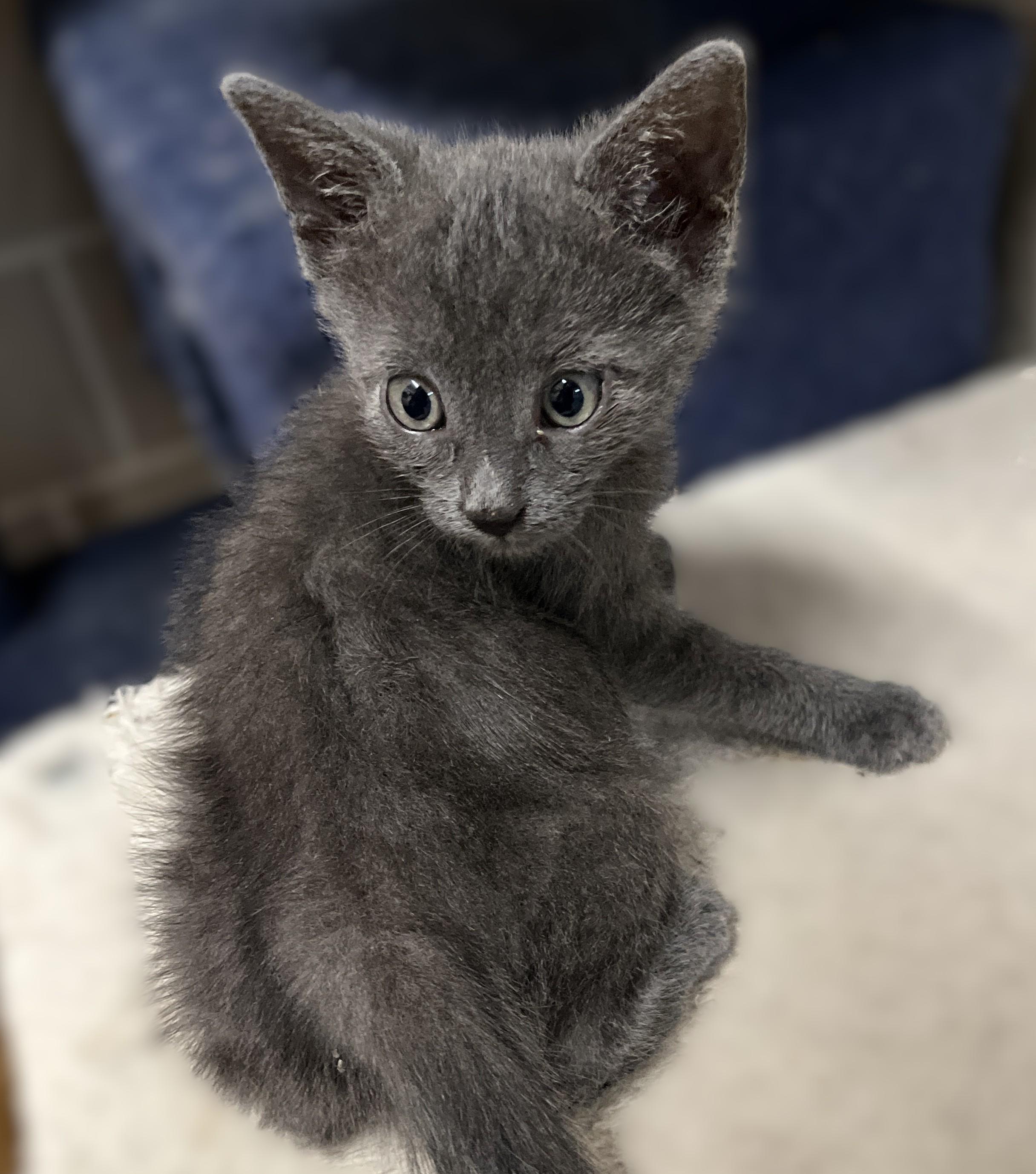 Zephyr, an adopted Domestic Short Hair in Shingletown, CA image 5/6