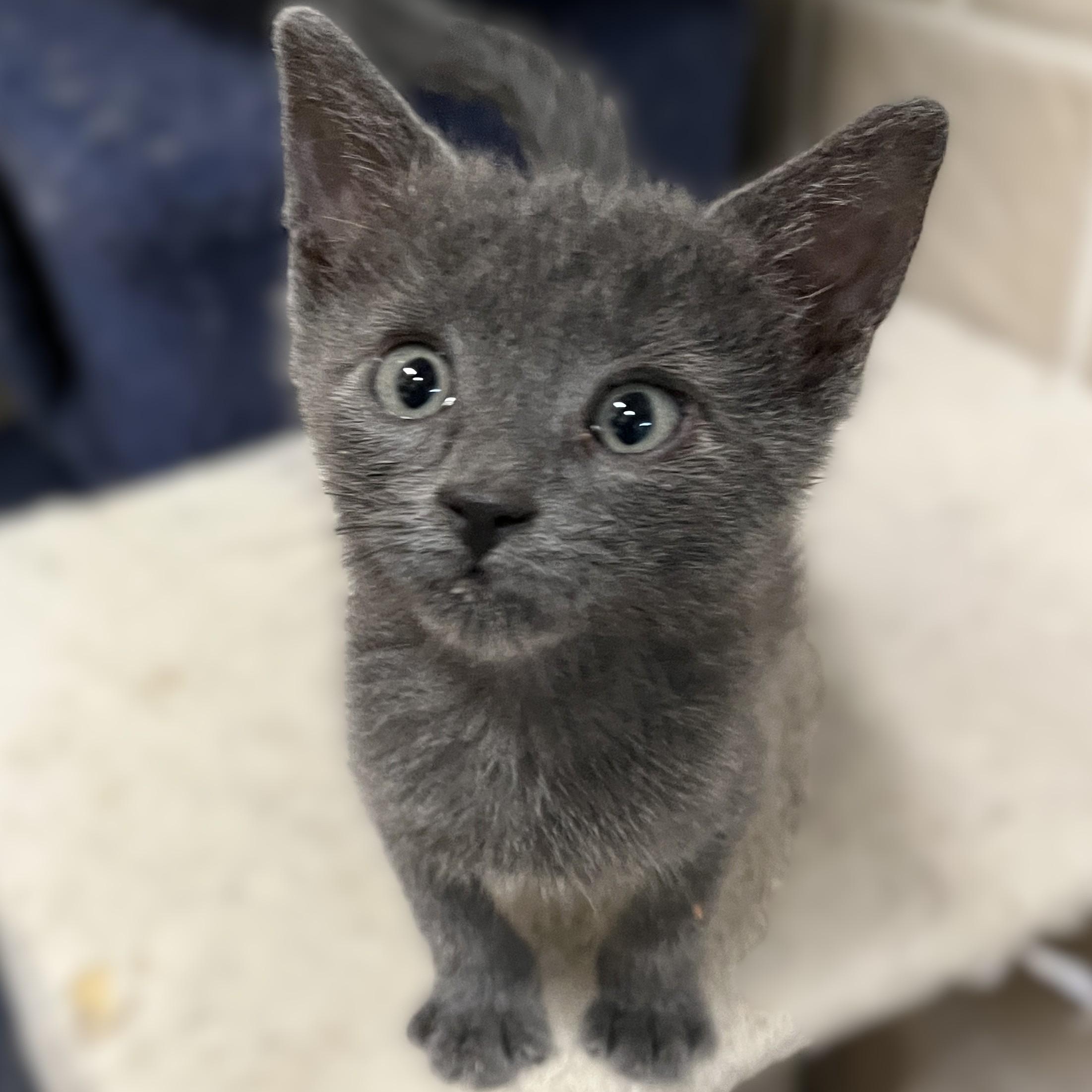 Zephyr, adopted, Kitten Male Domestic Short Hair.