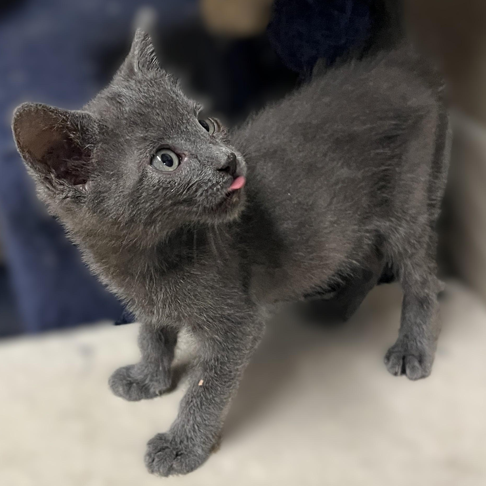 Zephyr, an adopted Domestic Short Hair in Shingletown, CA image 2/6