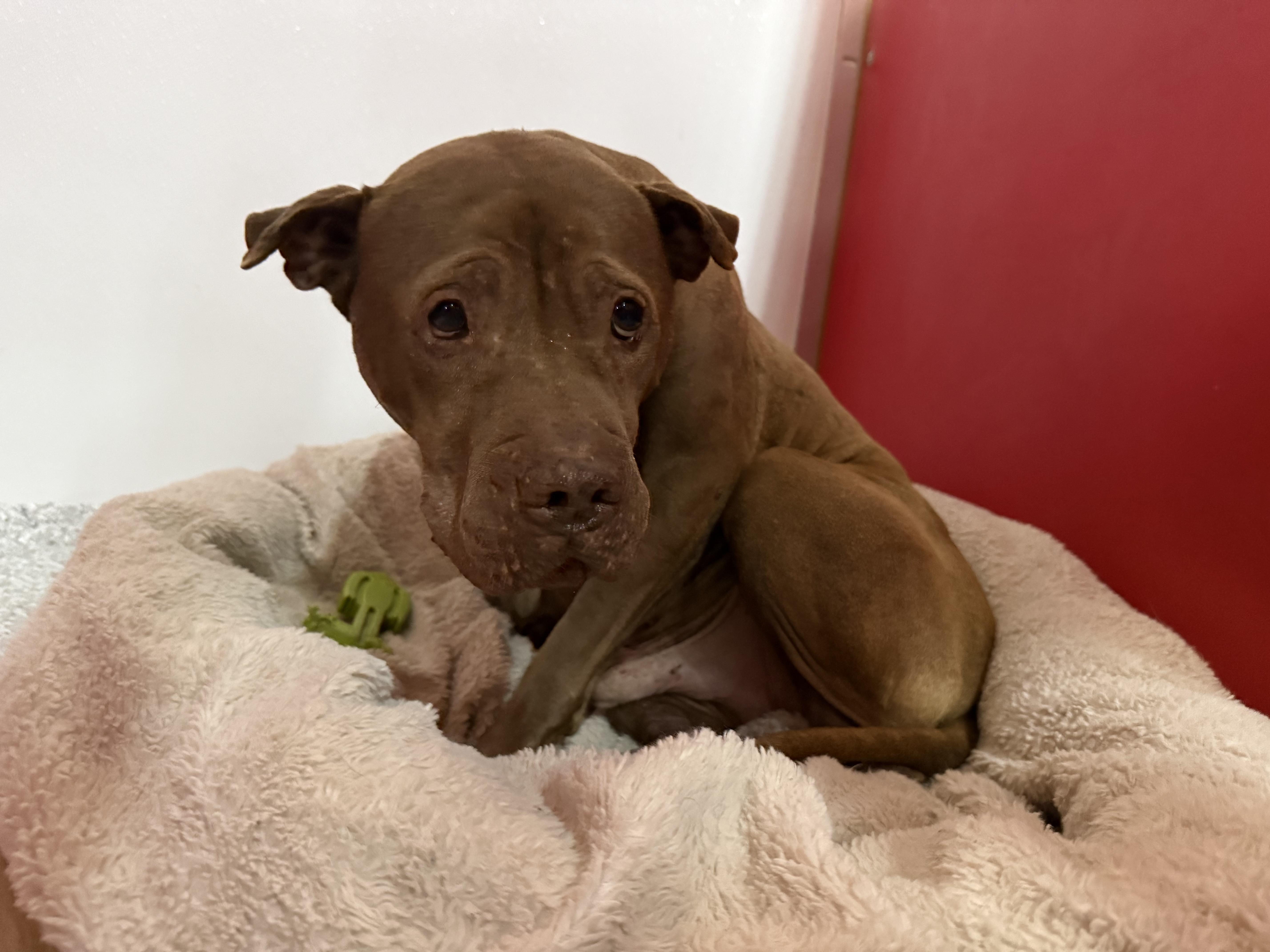 Enlarge Bobby, a ADOPTABLE Mixed Breed in Carrollton, TX image 2/2