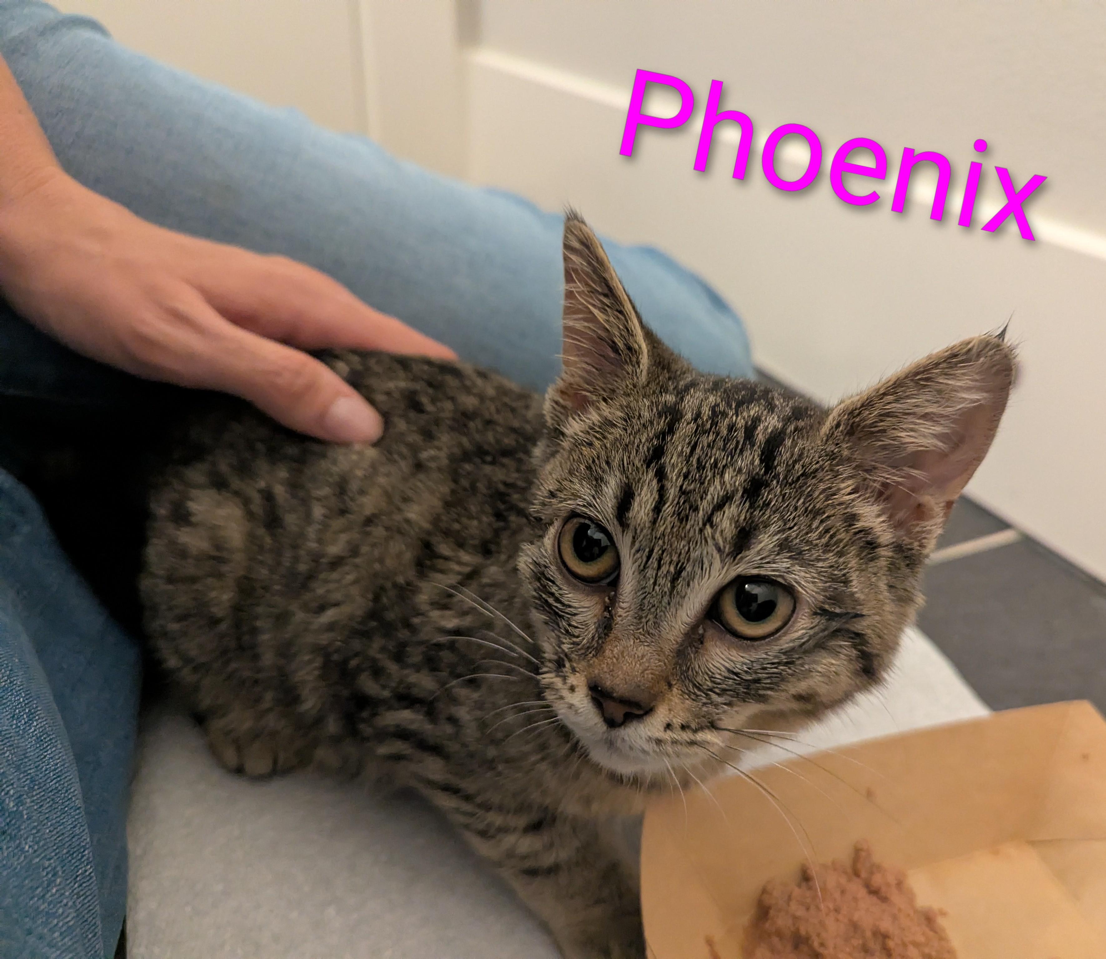 Phoenix, ADOPTABLE, Kitten Female Domestic Short Hair.