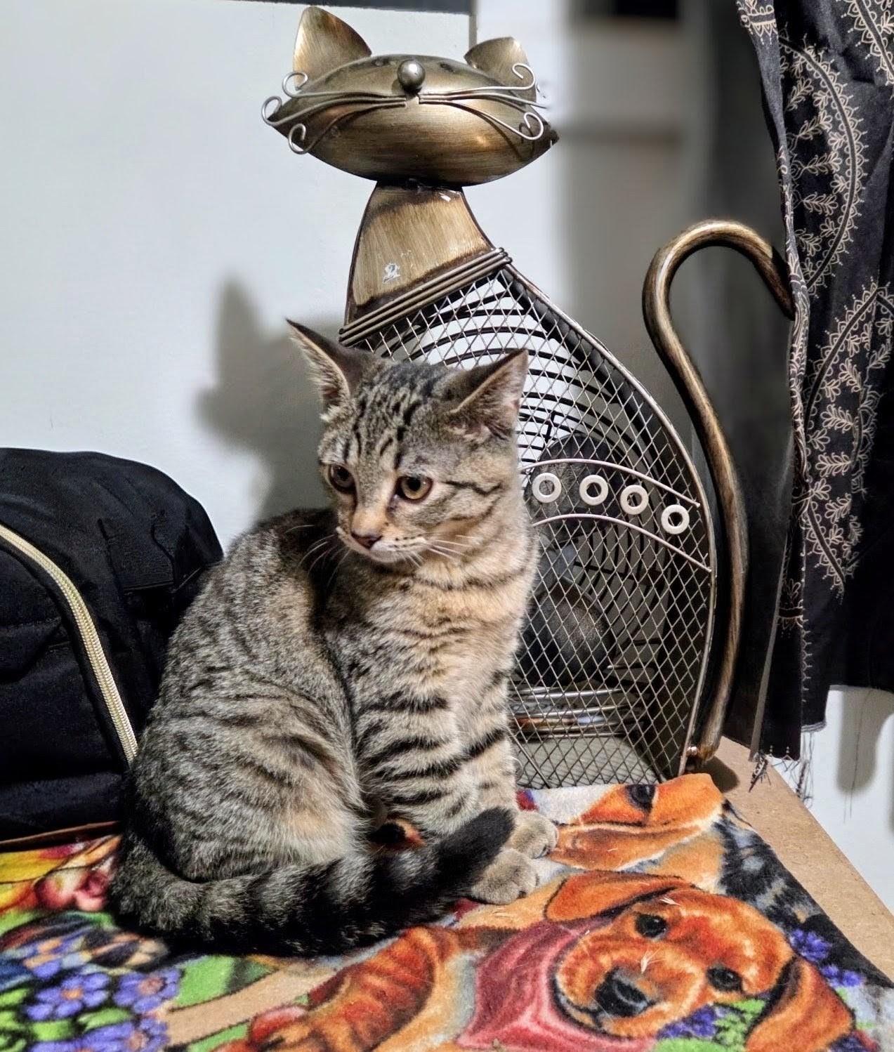 Phoenix, adopted, Kitten Female Domestic Short Hair.