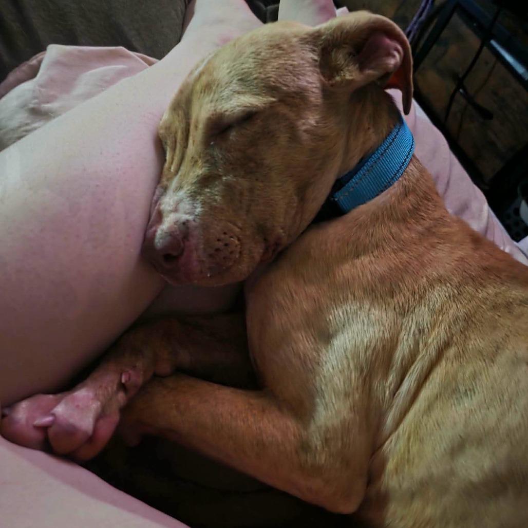 Enlarge Murial, a Adoptable Mixed Breed in Farmersville, OH image 1/2
