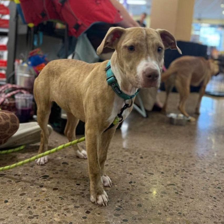 Enlarge Murial, a Adoptable Mixed Breed in Farmersville, OH image 2/2