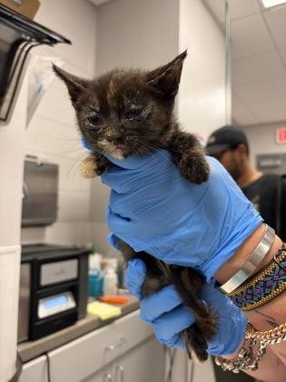 White Band, Adoptable, Kitten Female Domestic Short Hair & Domestic Short Hair.