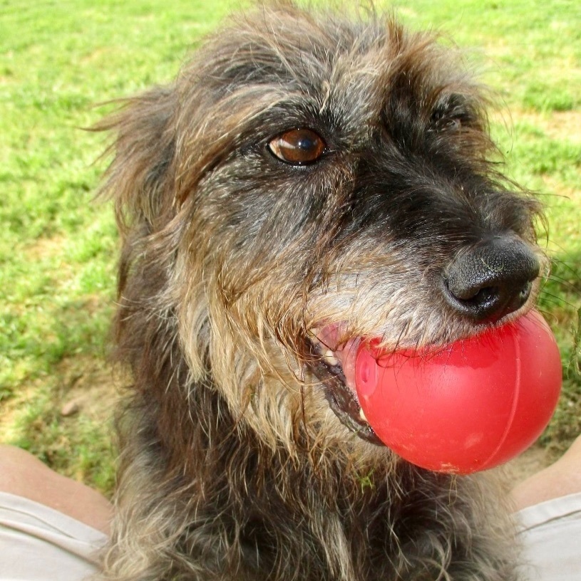 Enlarge Jojo & Poppie ~ A bonded pair, a Adoptable mixed breed in Tunica, MS image 4/6