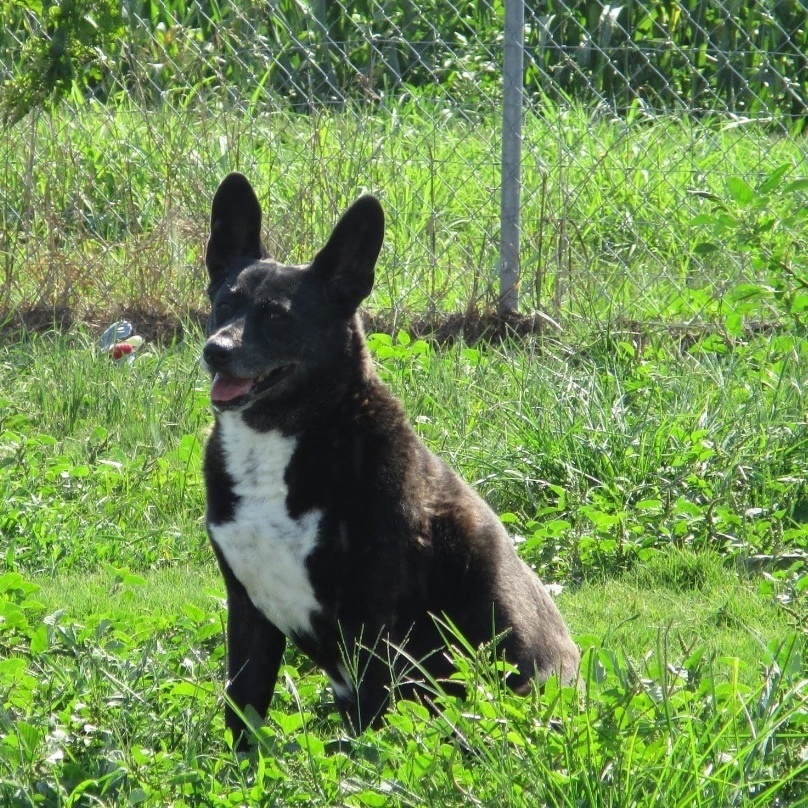 Enlarge Jojo & Poppie ~ A bonded pair, a Adoptable mixed breed in Tunica, MS image 5/6