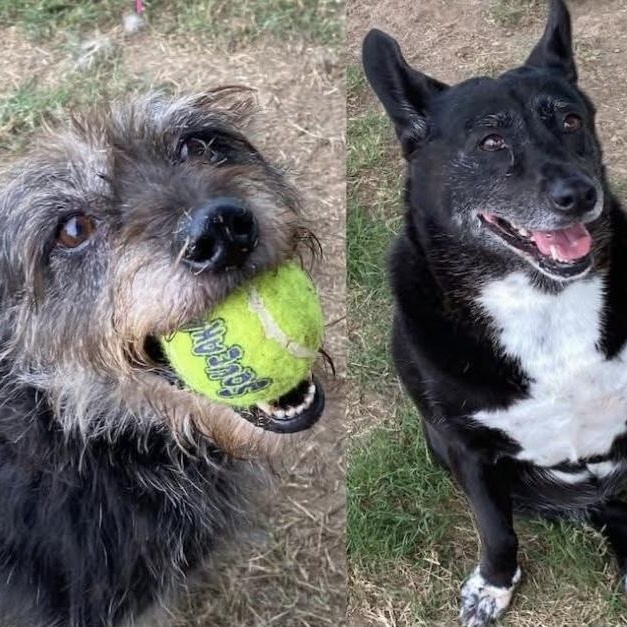 Jojo & Poppie ~ A bonded pair, Adult Female Wirehaired Terrier