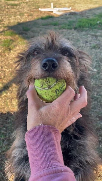 Enlarge Jojo & Poppie ~ A bonded pair, a Adoptable mixed breed in Tunica, MS video 2/6