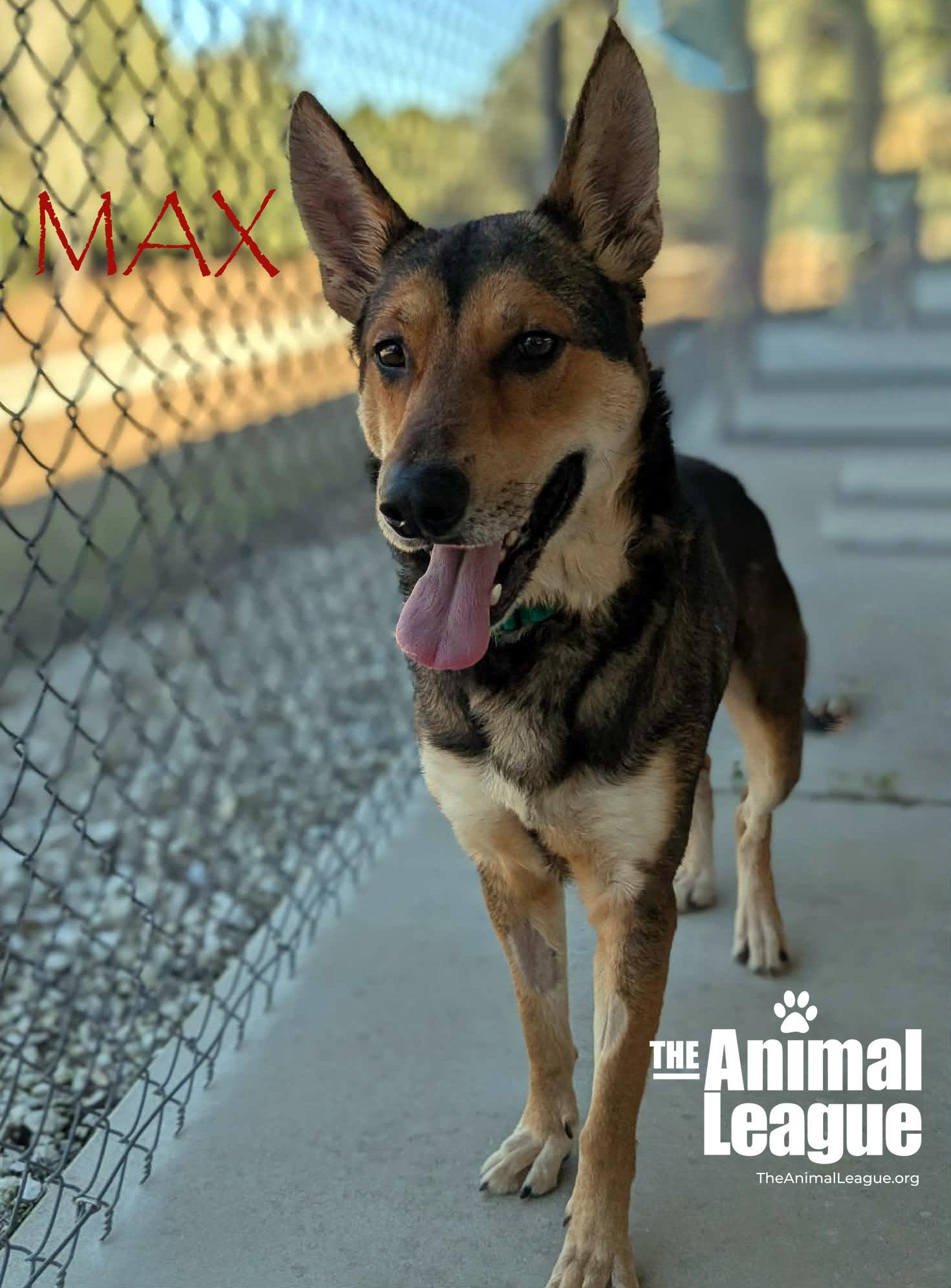 Enlarge Max, a ADOPTABLE mixed breed in Clermont, FL image 1/2