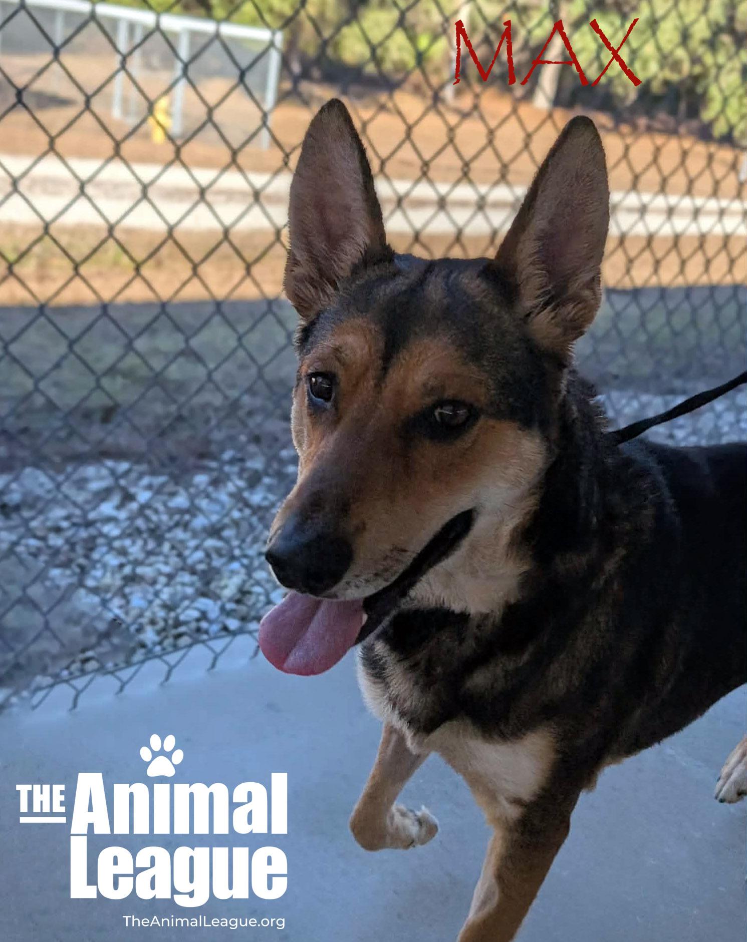 Enlarge Max, a ADOPTABLE mixed breed in Clermont, FL image 2/2