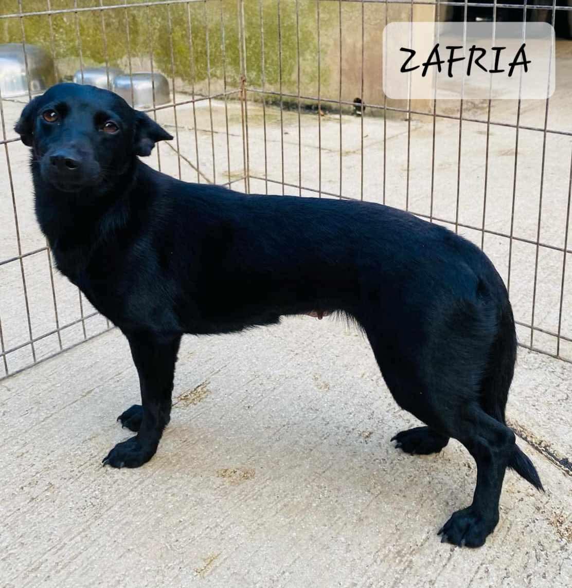 ZAFIRA, a Adoptable mixed breed in Villalba, PR image 2/6