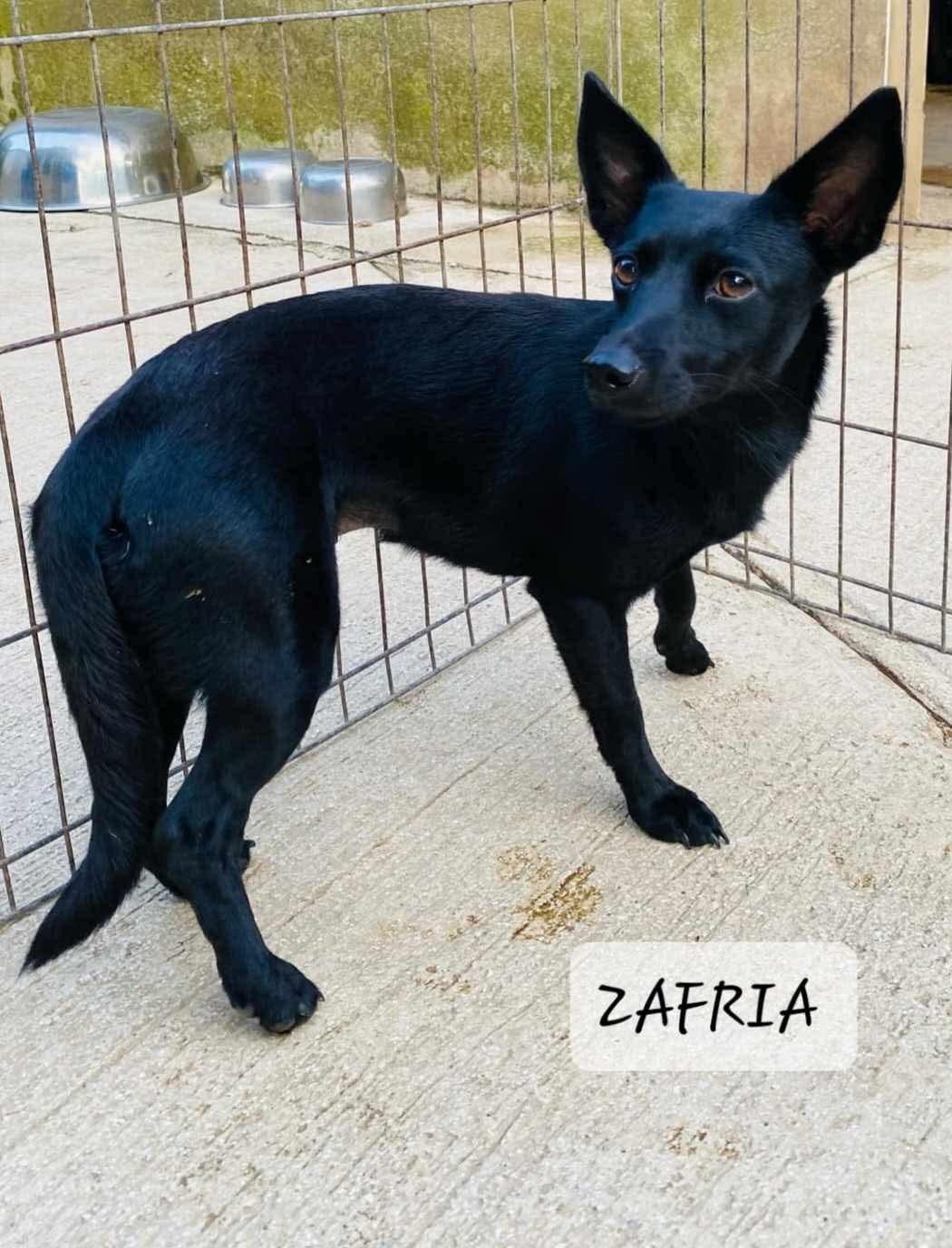 ZAFIRA