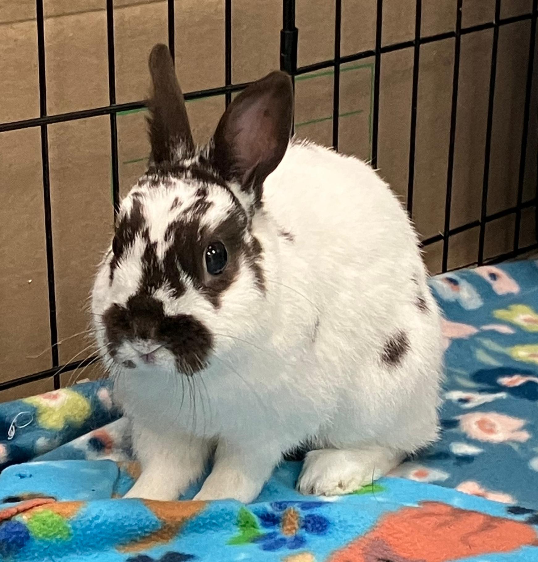 Enlarge Bexley, an adopted Netherland Dwarf in Oshkosh, WI image 1/1