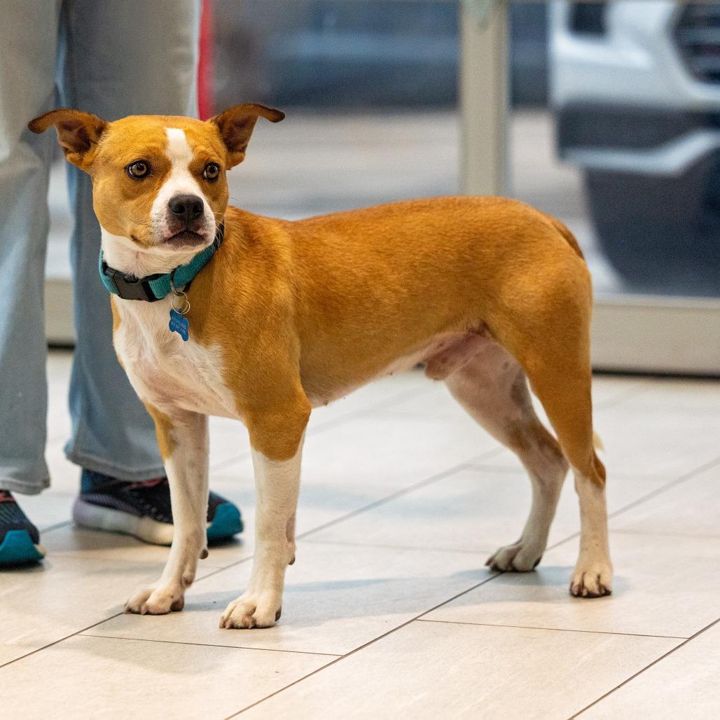 Enlarge Galveston, a Adoptable mixed breed in Weatherford, TX image 3/6