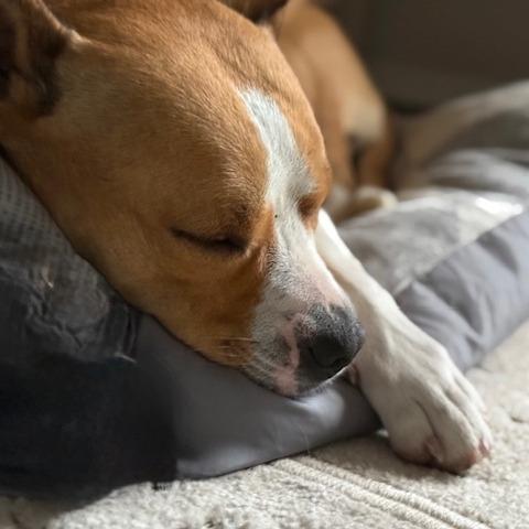 Enlarge Galveston, a Adoptable mixed breed in Weatherford, TX image 3/6