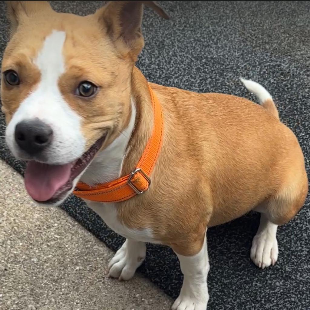 Enlarge Galveston, a Adoptable mixed breed in Weatherford, TX image 4/6