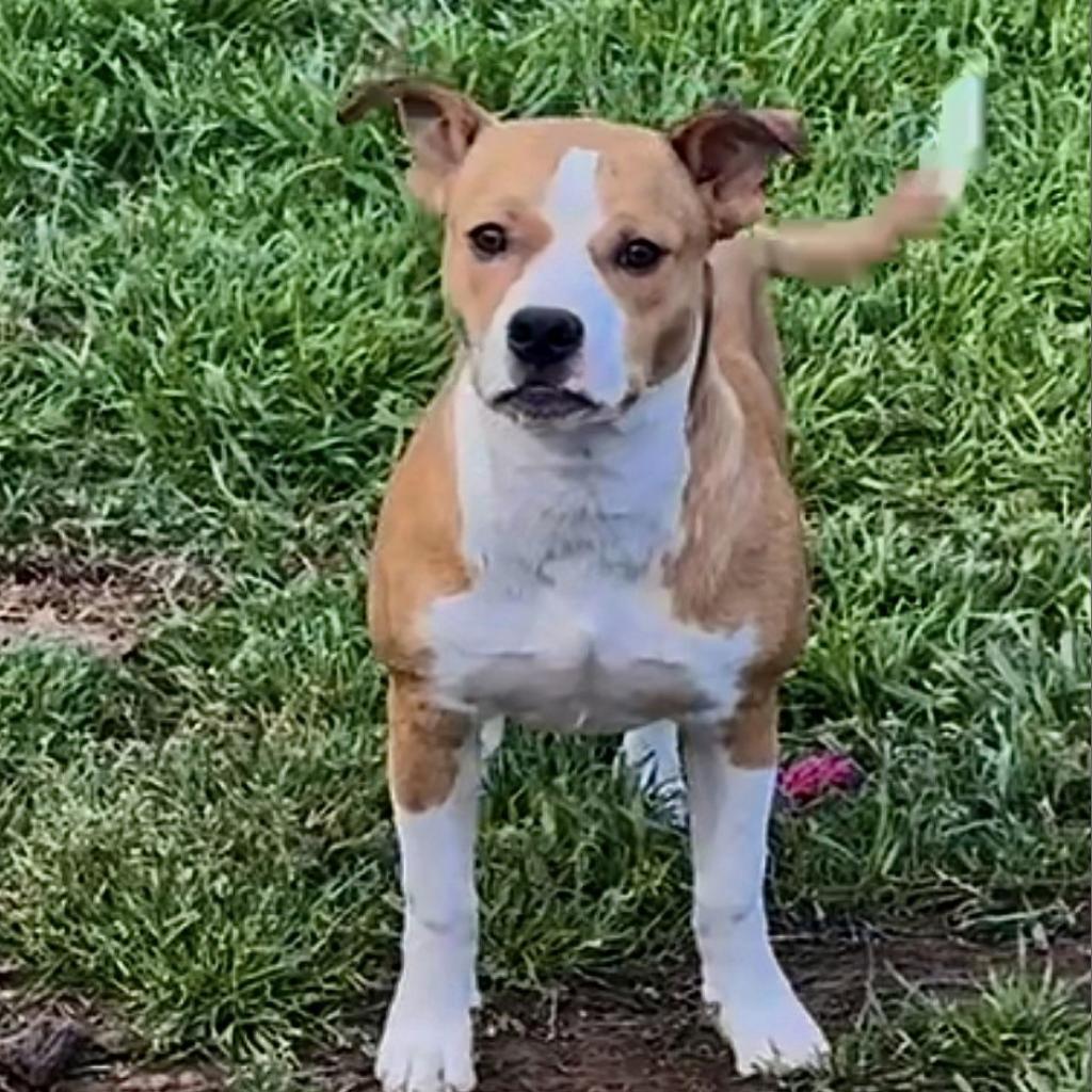 Enlarge Galveston, a Adoptable mixed breed in Weatherford, TX image 5/6