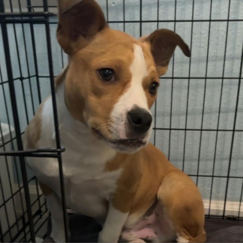 Enlarge Galveston, a Adoptable mixed breed in Weatherford, TX image 5/6