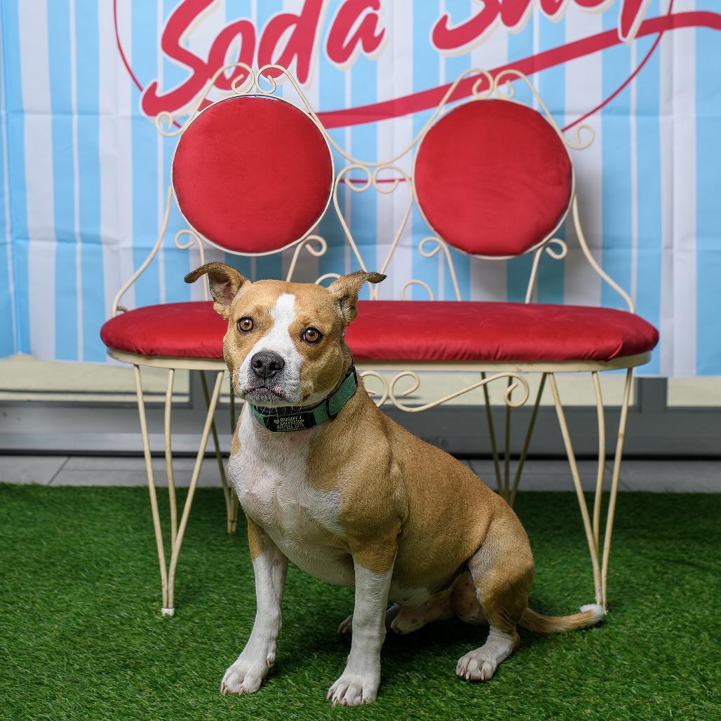 Enlarge Galveston, a Adoptable mixed breed in Weatherford, TX image 6/6