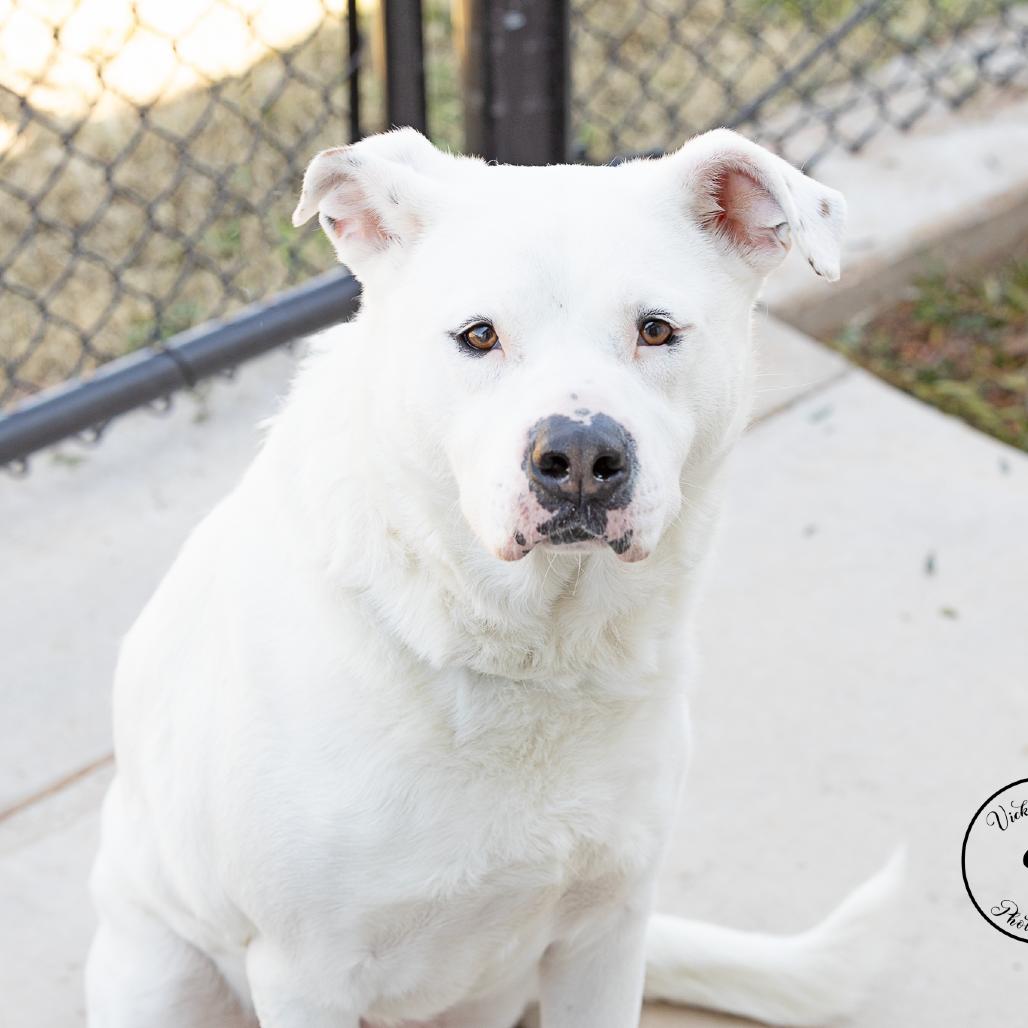 Enlarge Peaches, a Adoptable mixed breed in Abilene, TX image 3/6