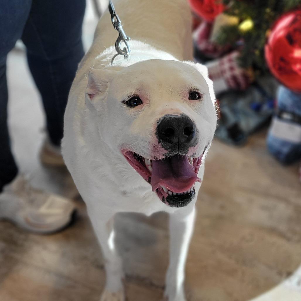 Enlarge Peaches, a Adoptable mixed breed in Abilene, TX image 5/6