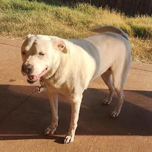 Enlarge Peaches, a Adoptable mixed breed in Abilene, TX image 6/6