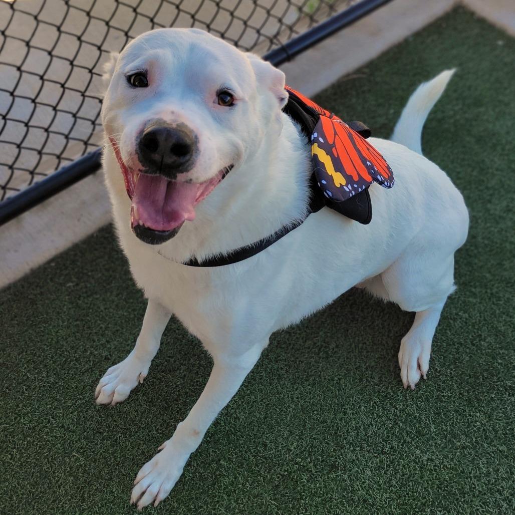 Enlarge Peaches, a Adoptable mixed breed in Abilene, TX image 6/6