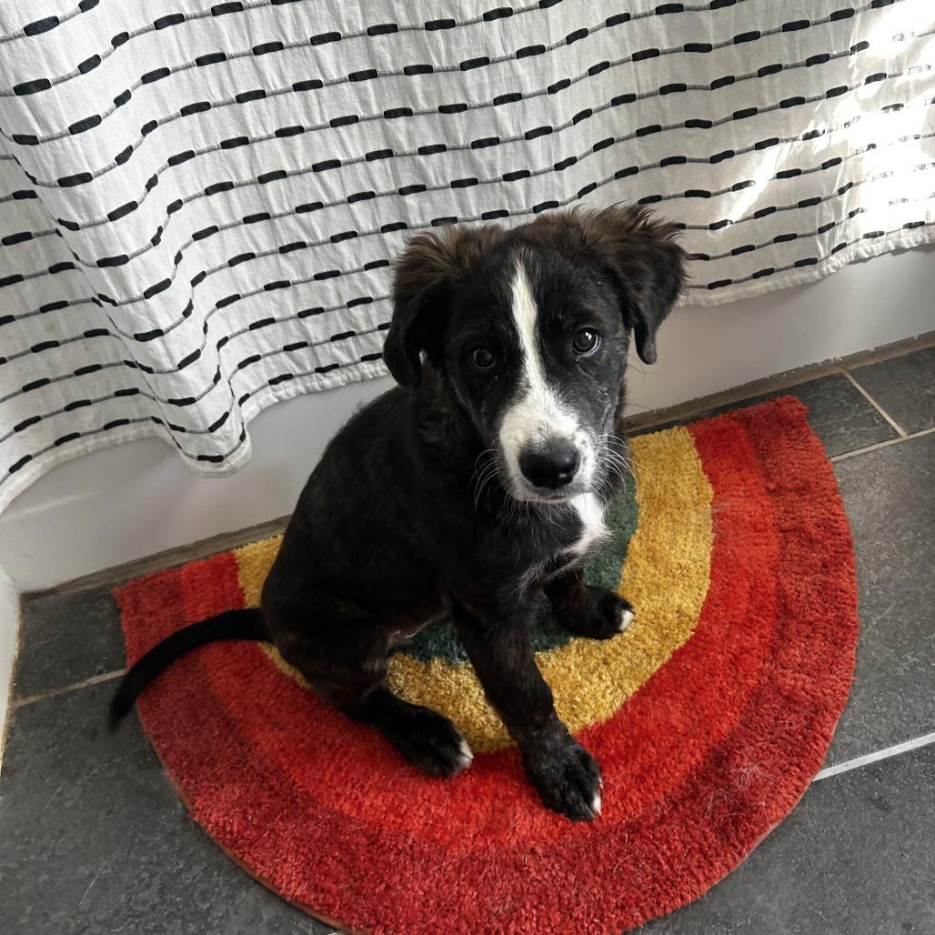 Enlarge Lewis, a Adoptable mixed breed in Fayetteville, AR image 1/6