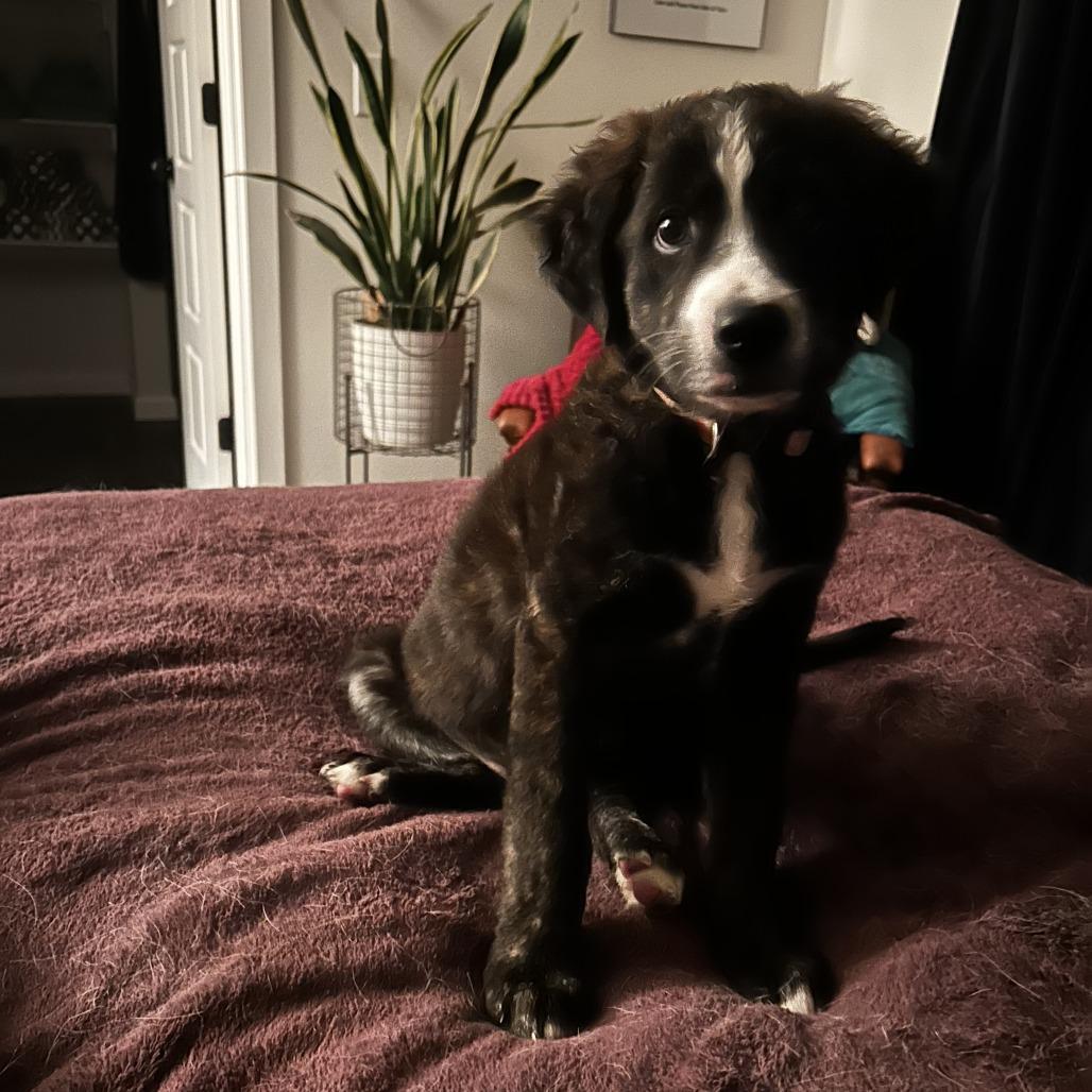 Enlarge Lewis, a Adoptable mixed breed in Fayetteville, AR image 2/6