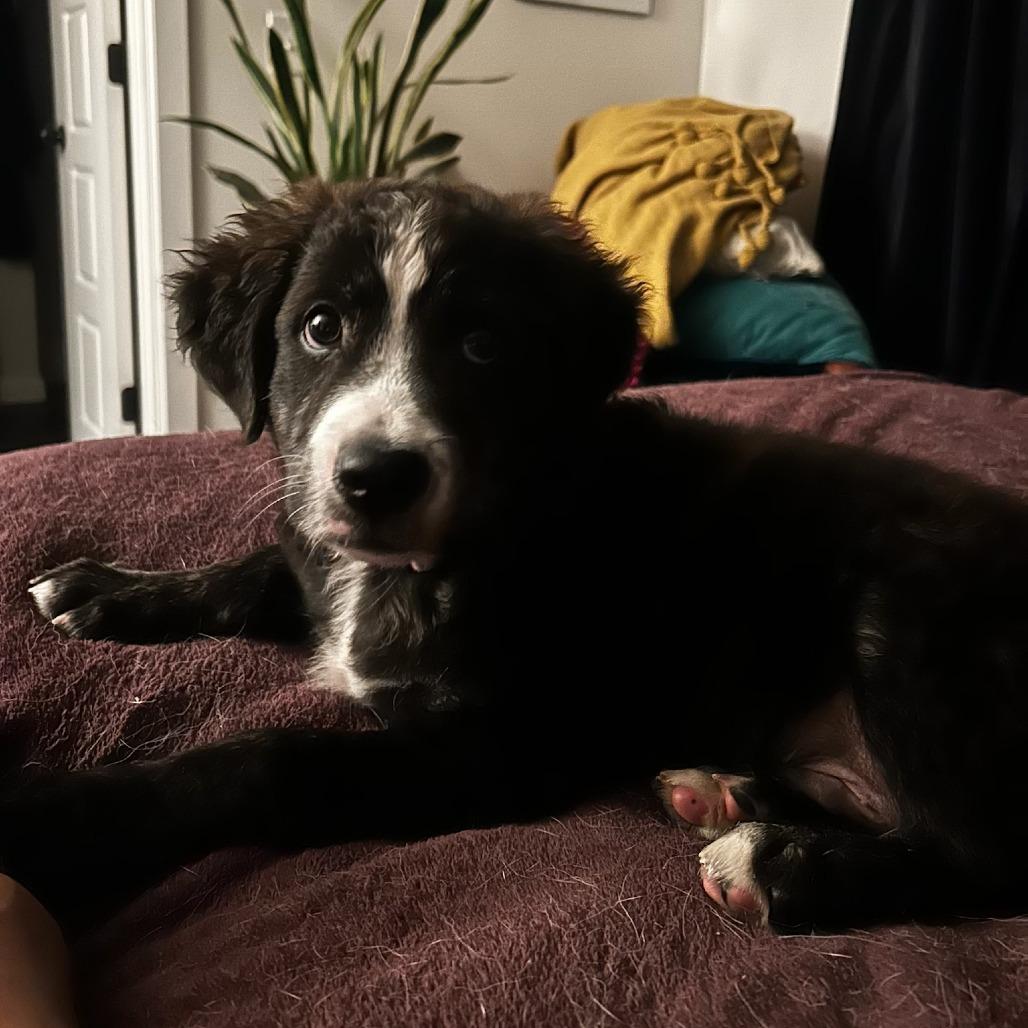 Enlarge Lewis, a Adoptable mixed breed in Fayetteville, AR image 3/6