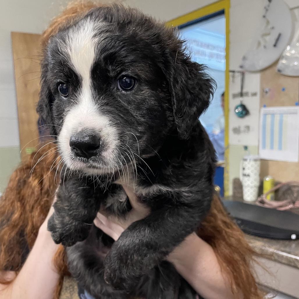 Enlarge Lewis, a Adoptable mixed breed in Fayetteville, AR image 4/6