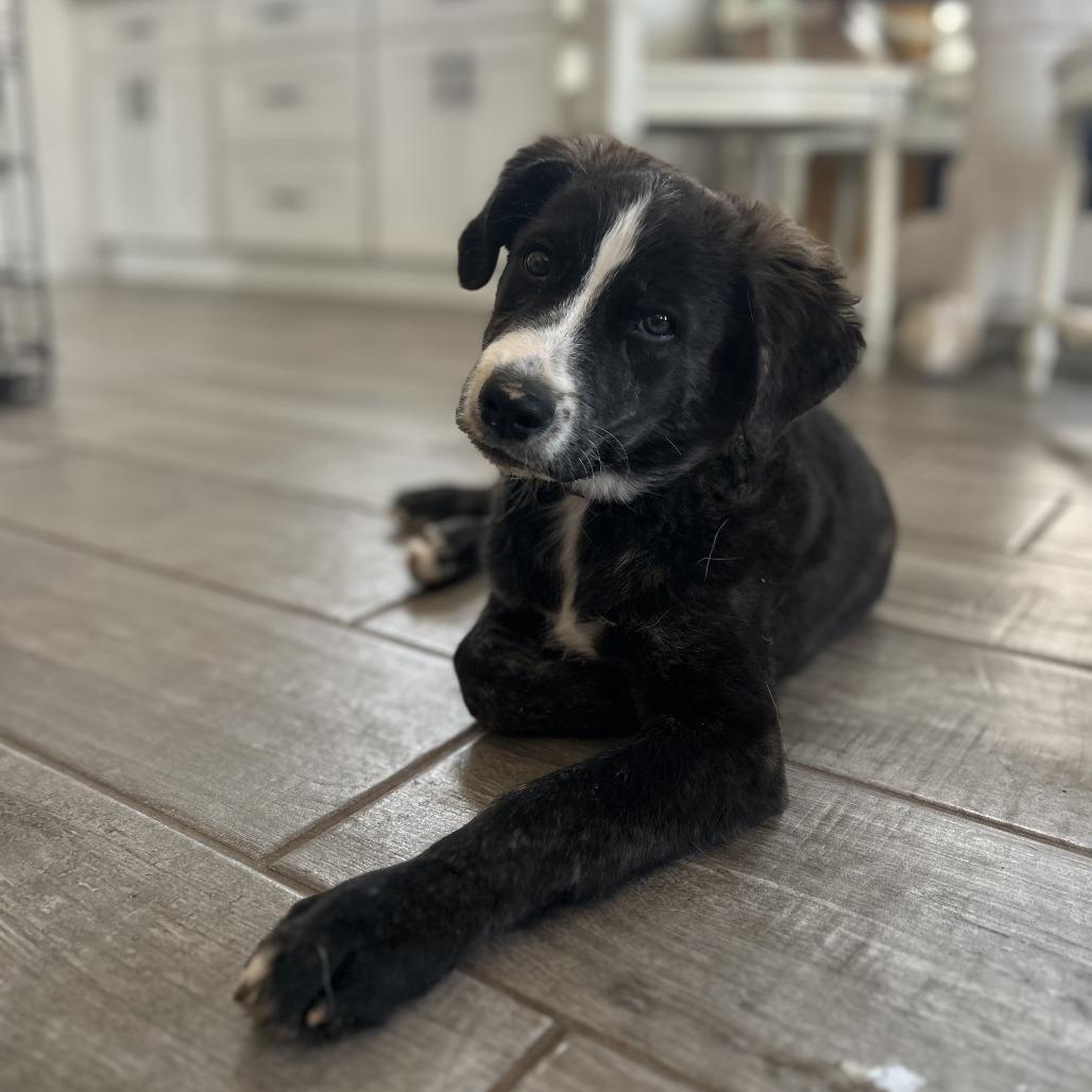 Enlarge Lewis, a Adoptable mixed breed in Fayetteville, AR image 5/6