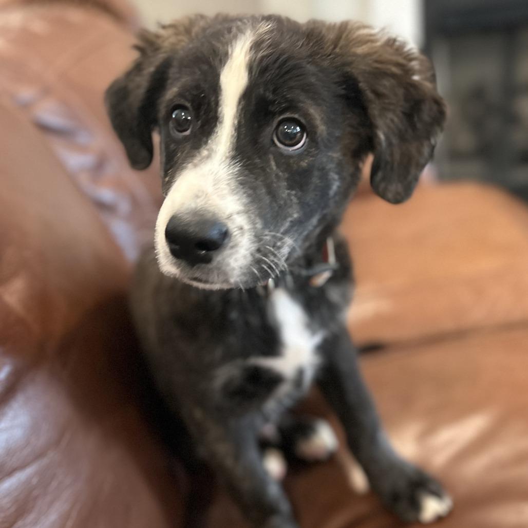 Enlarge Lewis, a Adoptable mixed breed in Fayetteville, AR image 6/6