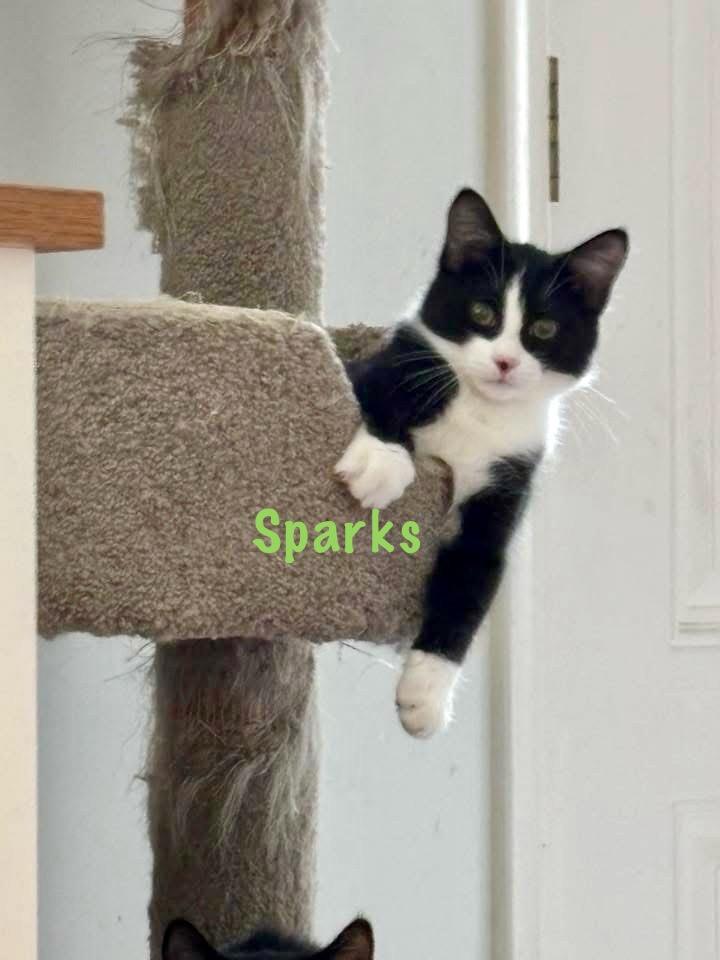 Midnight and Sparks, a Adoptable Domestic Medium Hair in Chicopee, MA image 5/6