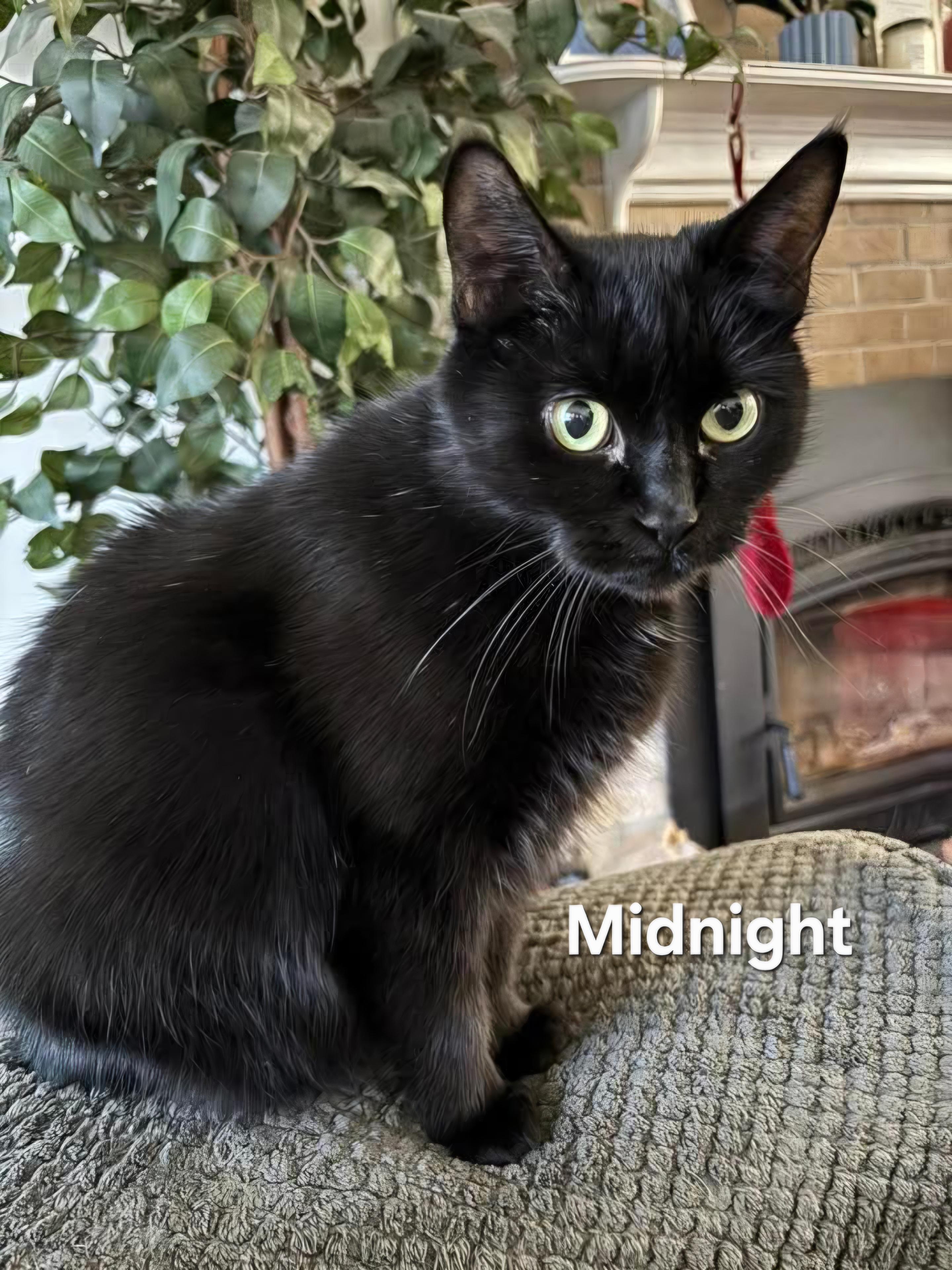Midnight, Adoptable, Young Female Domestic Medium Hair.