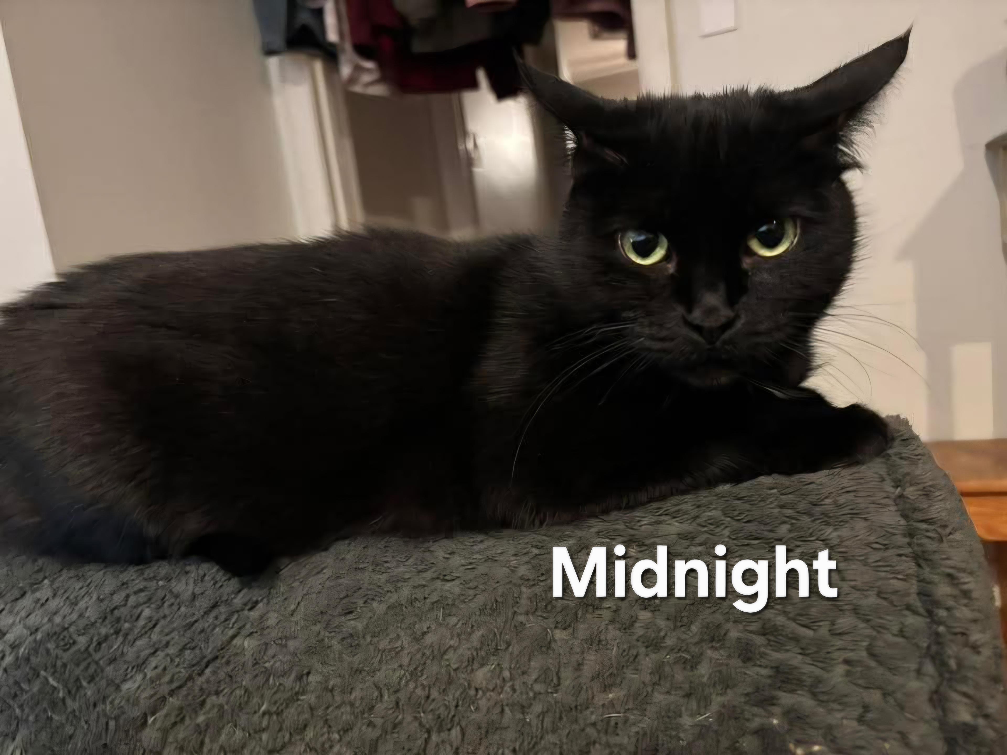 Midnight and Sparks, a Adoptable Domestic Medium Hair in Chicopee, MA image 1/6